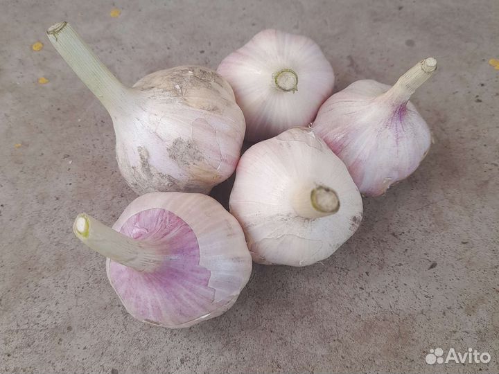 Чеснок озимой и яровой
