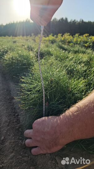 Саженцы сосны и ели окс от производителя