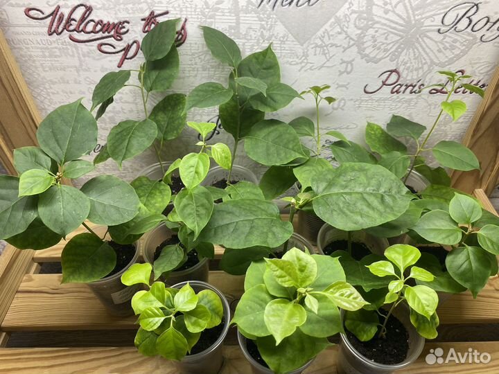 Бугенвиллея