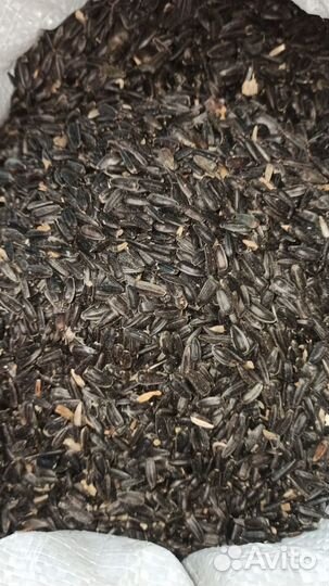 Семечки подсолнечника