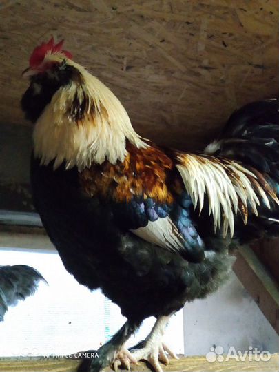 Фавероль лосось