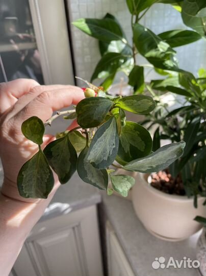 Диверсифолия вариегатный 7 ростков комплект