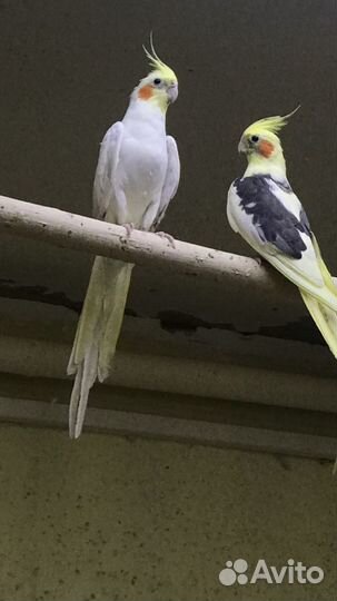 Попугаи Корелла