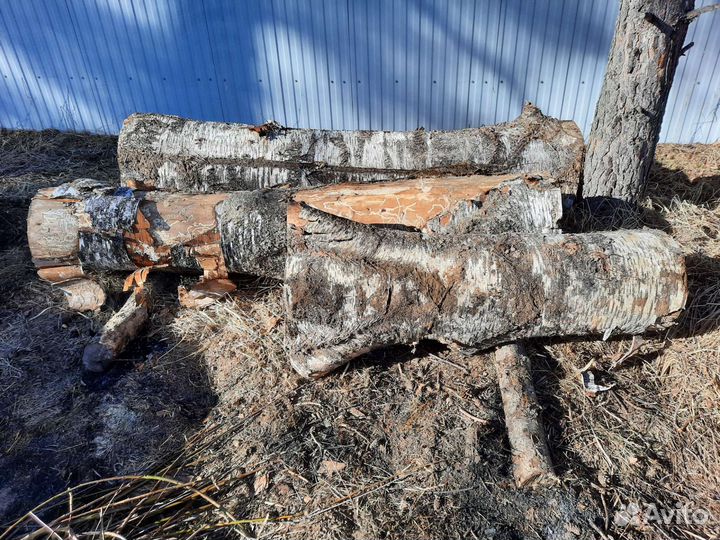 Берёза для поделок, от 50см