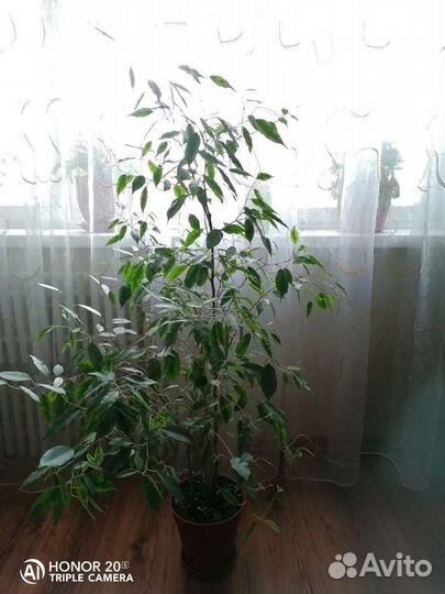 Фикус Голден Моник