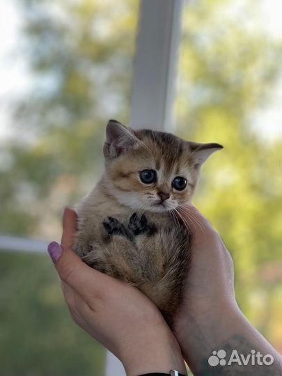 Шотландские котята