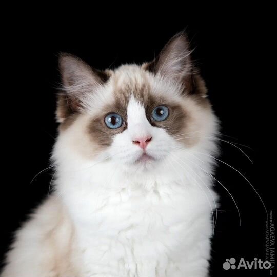 Utrecht, seal bicolor ragdoll