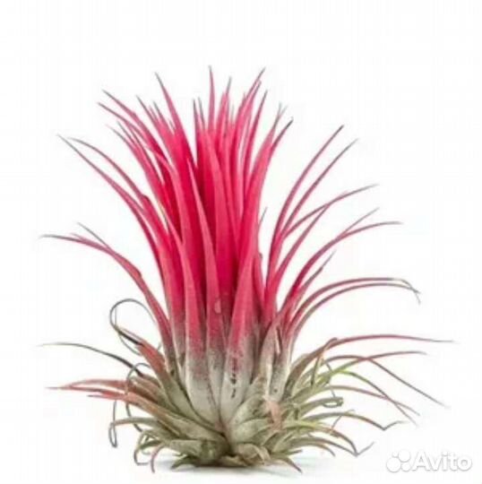 Комнатные растения для офиса, флорариумы