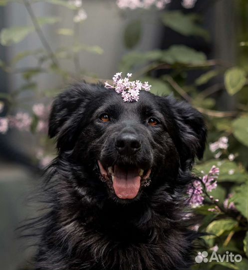 Шикарный раскудрявый пёс ищет дом