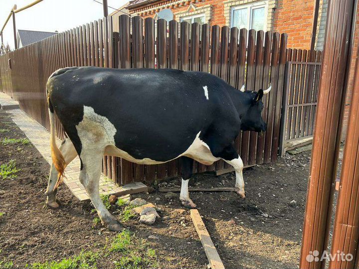 Коровы дойные и телка