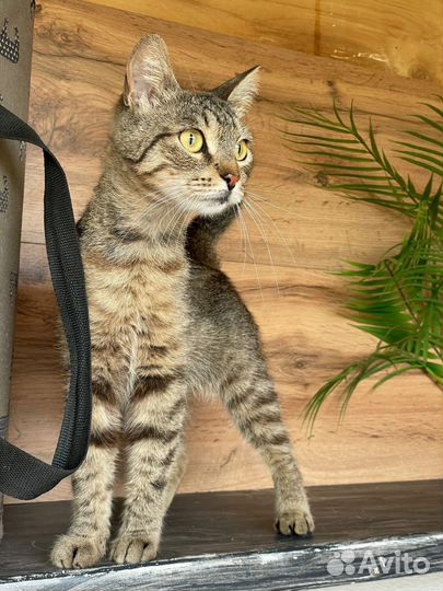 Кошка красавица в добрые руки
