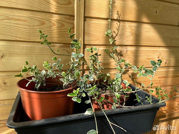 Многолетнее растение бересклет почвопокровный