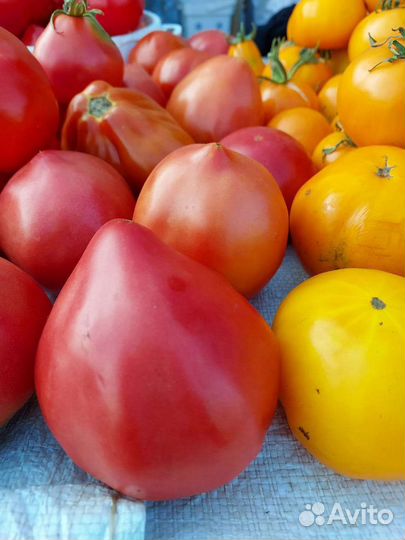 Грунтовая помидора