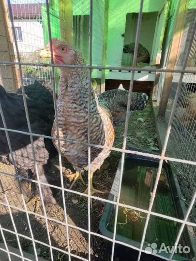 Билефельдер