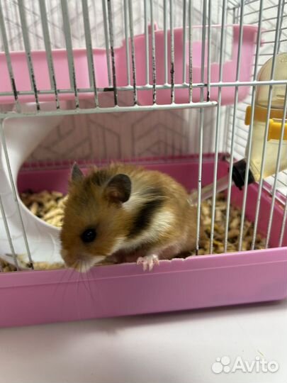 Серийский хомяк с клеткой