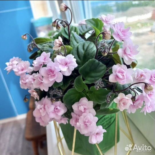 Сортовые фиалки