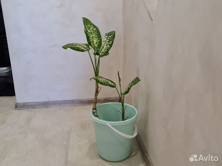 Диффенбахия