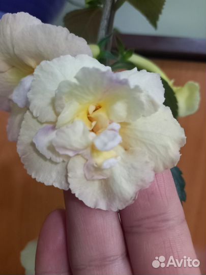 Ахименесы,комнатные цветы,растения