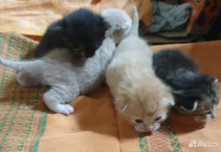 Кошки в добрые руки бесплатно