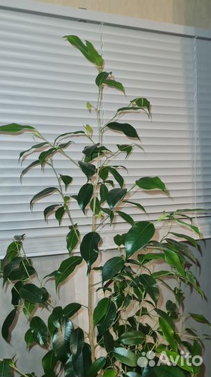 Фикус бенджамина