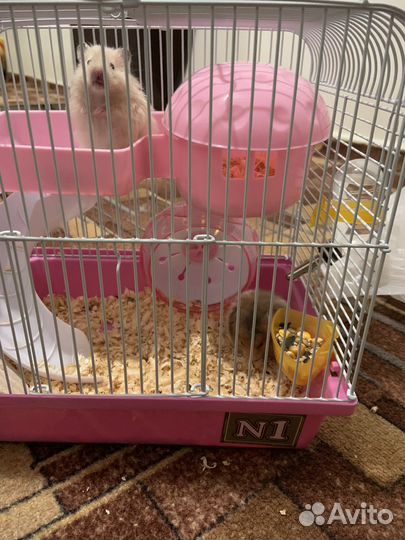 Джунгарский хомяк с клеткой