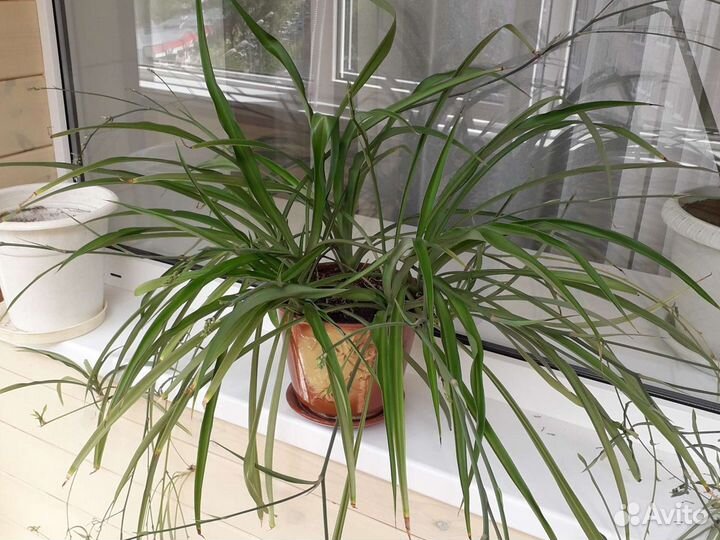 Хлорофитум