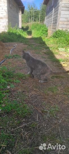 Девочка подросток ищет дом