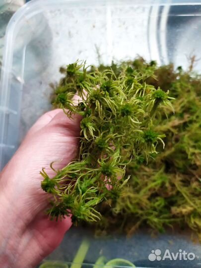 Мох сфагнум свежий