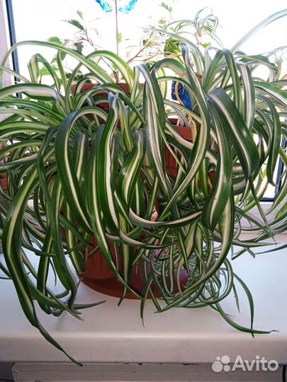 Хлорофитум кудрявый Бонни