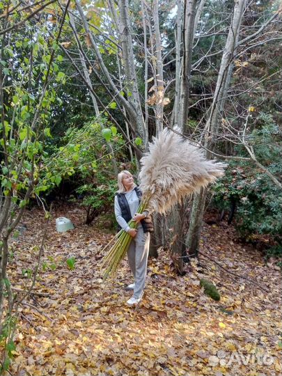 Сухоцветы (кортадерия)