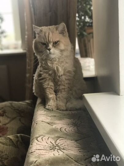Персидский кот