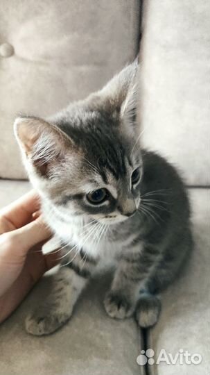 Котенок