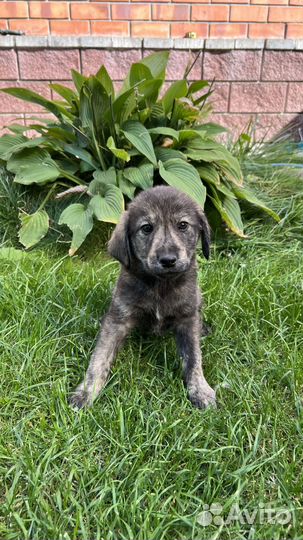 Щенки в добрые руки