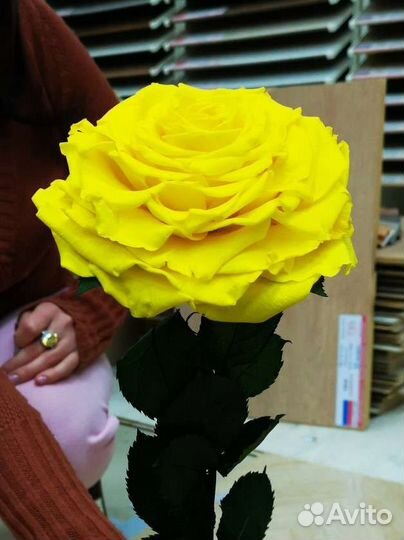 Живая роза 14-16 см диаметром не завянет 5 лет, от
