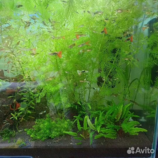 Рыбки Гуппи, аквариумные растения