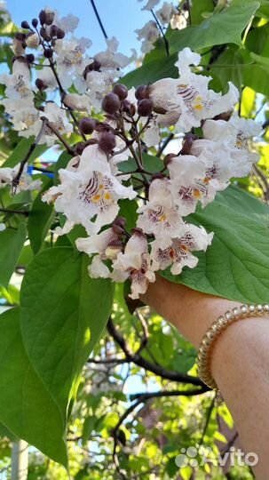 Катальпа саженцы