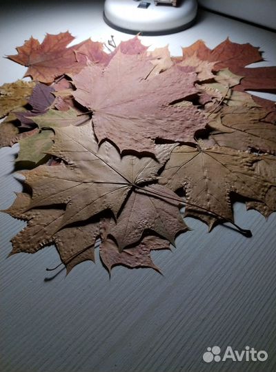 Сухие листья