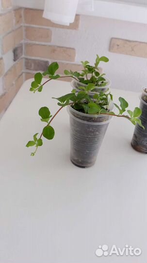 Пеперомия ротундифолия