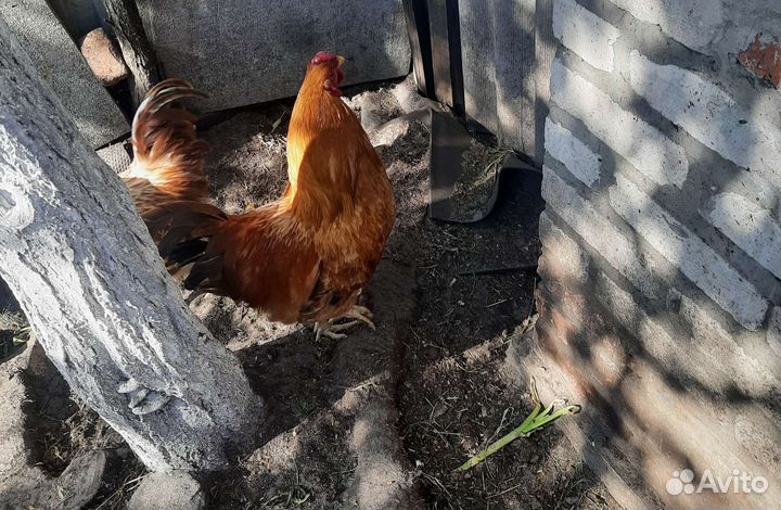 Петух Полтавский