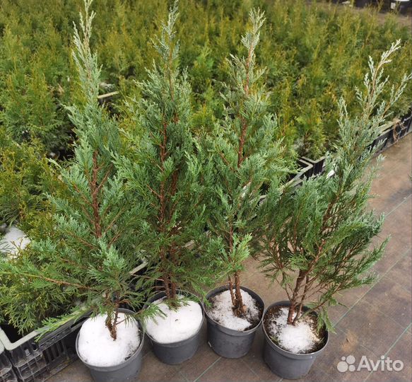 Можжевельник Мунглоу