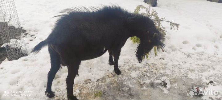 Козел Ламанча 100%