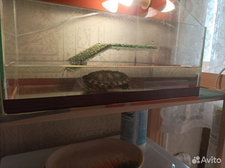 Красноухая черепаха с аквариумом