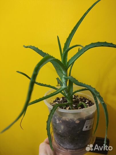 Комнатные растения цветы