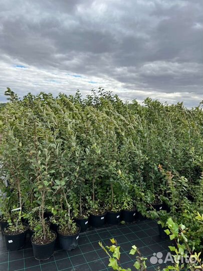 Саженцы яблони в горшках С7,5 трехлетки