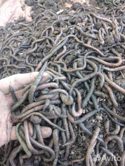 Зелёные черви