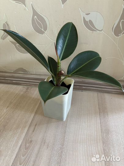 Фикус (Ficus elastica Robusta)