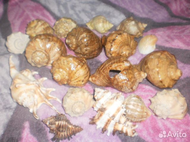 Ракушки декоративные морские набор 18 шт
