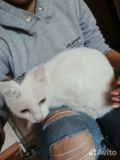 Кошка