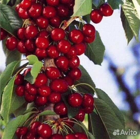 Саженцы черешни колоновидной