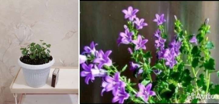 Герани, кампанула жених, эсхинантусы